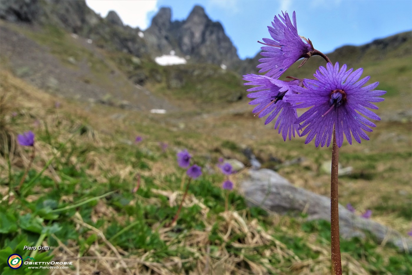 63 Soldanelle alpine al Laghetto di Ponteranica (superiore) con vista in Valletto.JPG